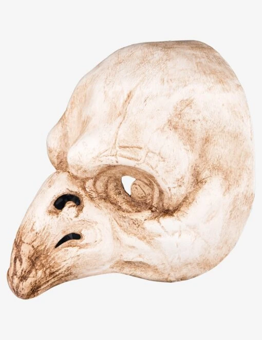 Bird Skull
