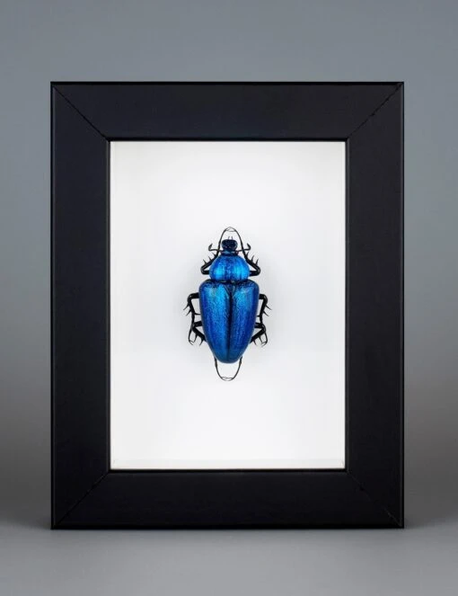Cetonia Aurata