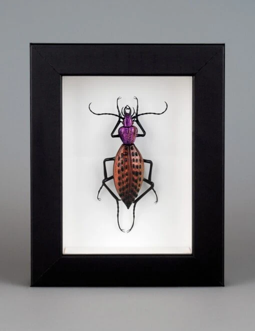 Coptolabrus Augustus (purple Amber)