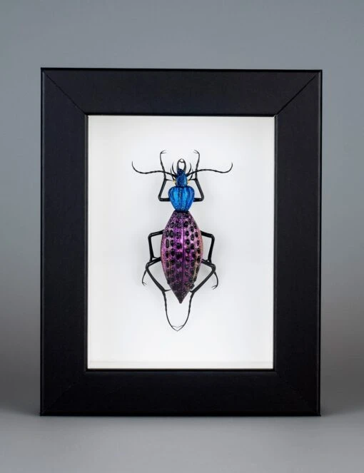Coptolabrus Augustus (purple Blue)