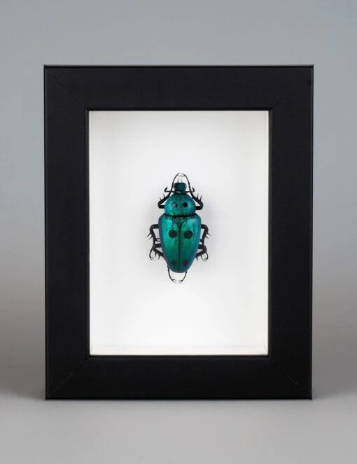 Heterorrhina Sexmaculata